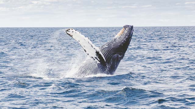 Whale Watching in Florence, Oregon: Where To Go and When
