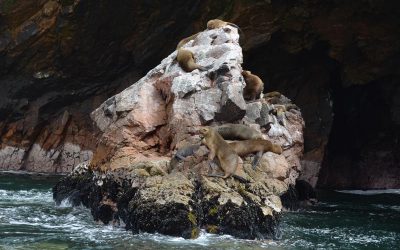 Why You Should Visit the Sea Lion Caves during Fall and Winter