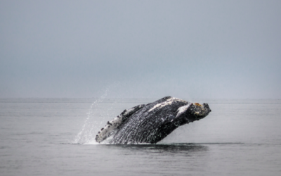Winter Whale Watching Season in Oregon