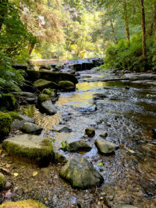 A view of sweet creek from the trail